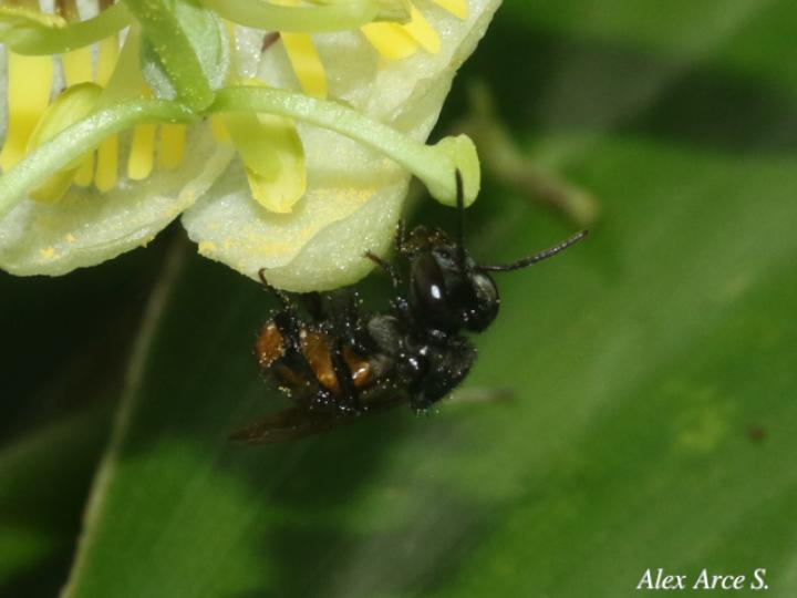 Trigona fulviventris
