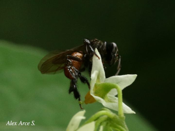 Trigona fulviventris