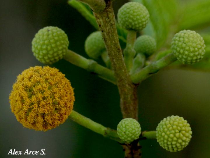 Vachellia ruddiae (Cornizuelo)