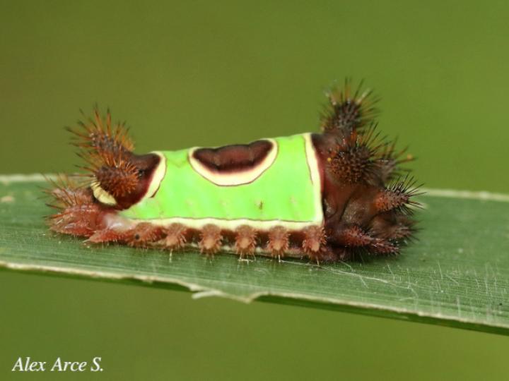 Acharia apicalis