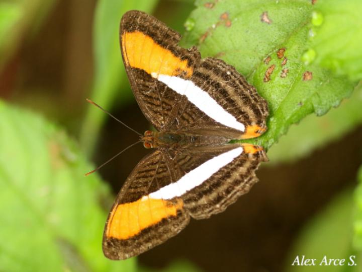 Adelpha cytherea marcia