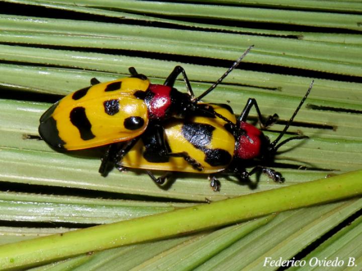 Alurnus ornatus