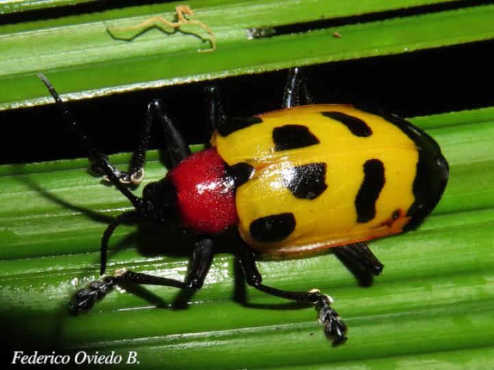 Alurnus ornatus