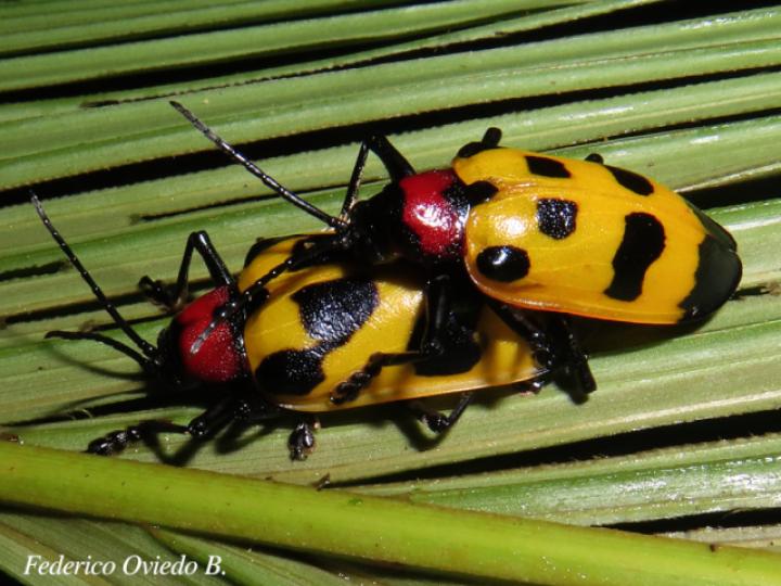 Alurnus ornatus