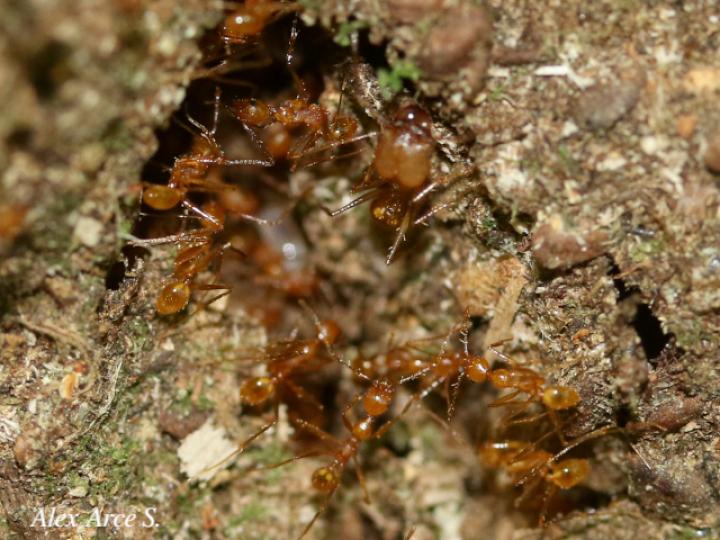 Apterostigma sp2