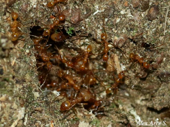 Apterostigma sp2