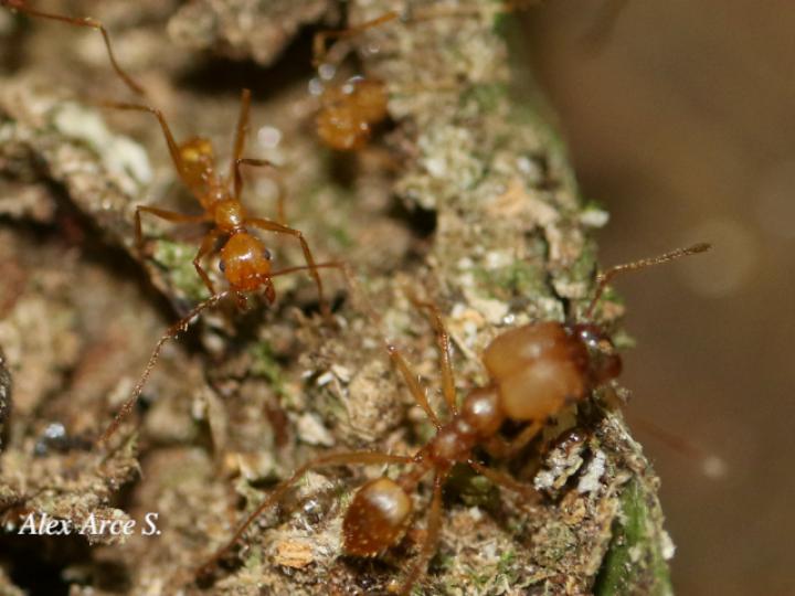 Apterostigma sp2