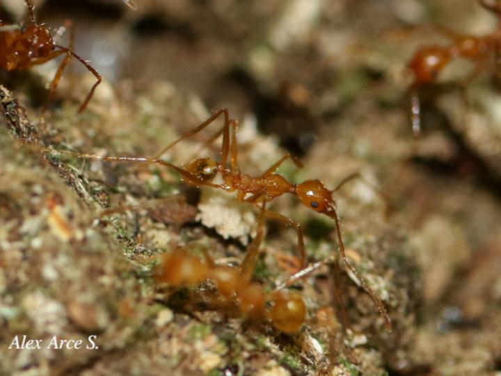 Apterostigma sp2
