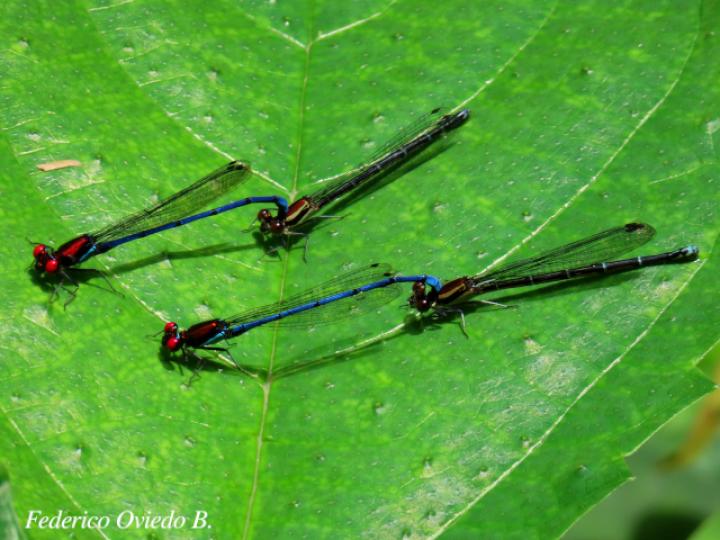 Argia oenea, macho (Azulilla de arroyo de ojos rojos)