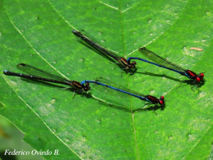 Argia oenea, macho (Azulilla de arroyo de ojos rojos)