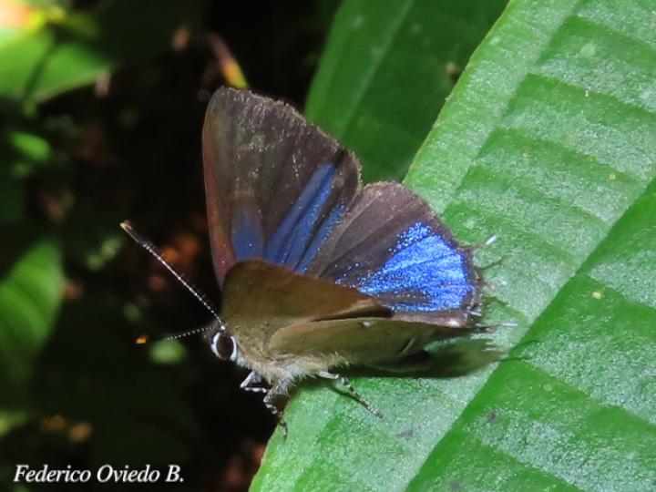 Arumecla galliena