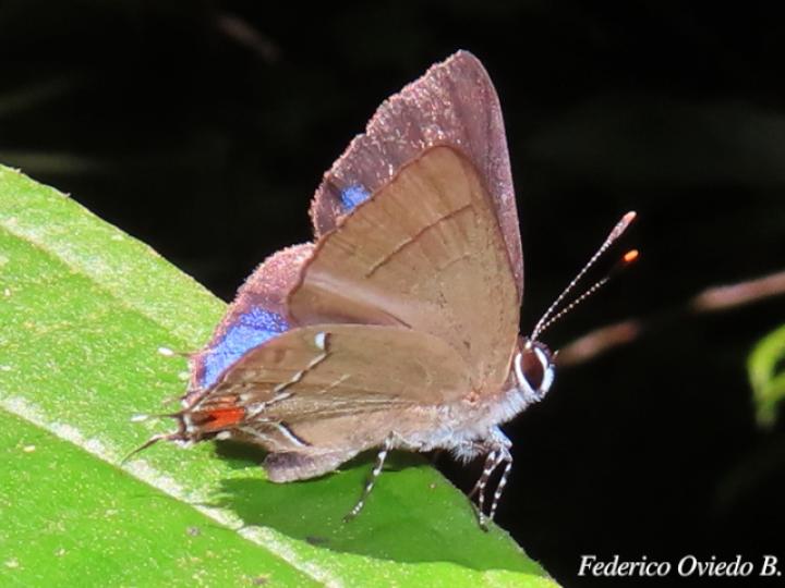 Arumecla galliena