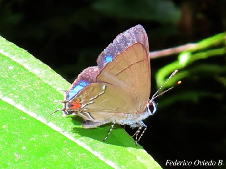 Arumecla galliena