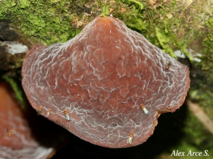 Auricularia delicata
