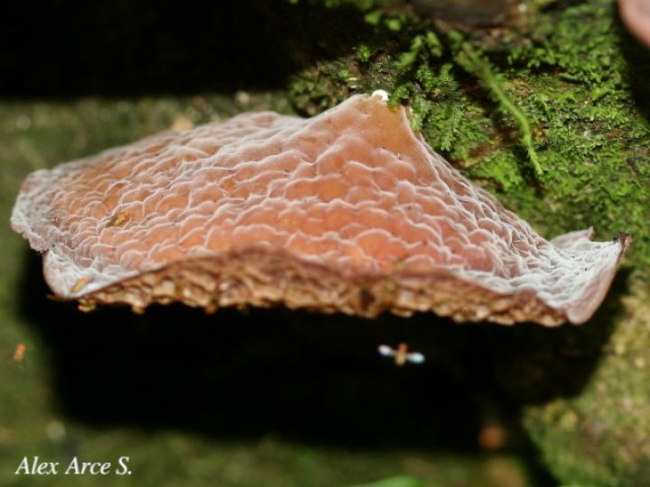 Auricularia delicata