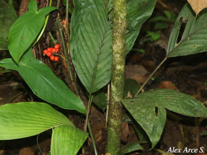 Bactris hondurensis