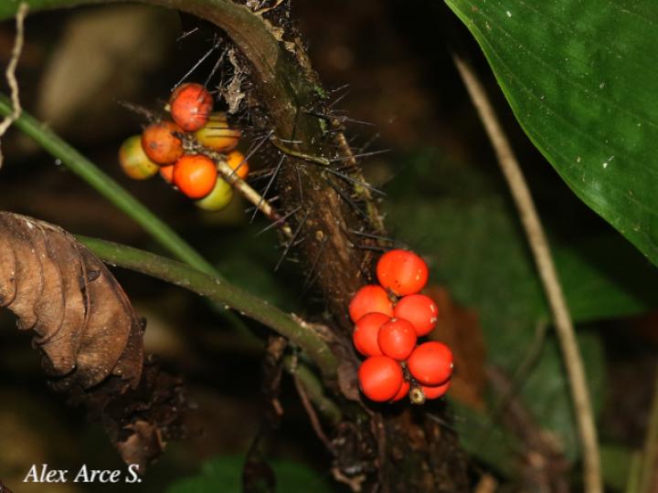 Bactris hondurensis