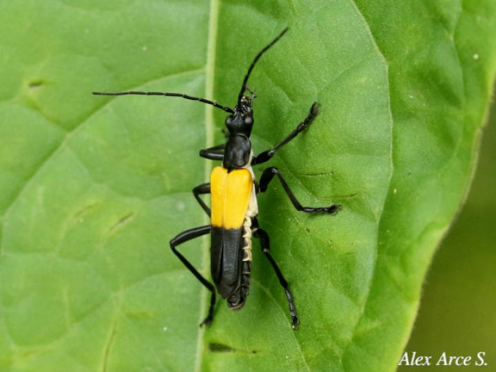 Chauliognathus terminalis