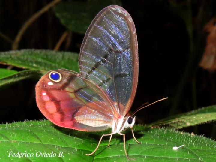 Cithaerias pireta pireta (Fantasma ruborizado)