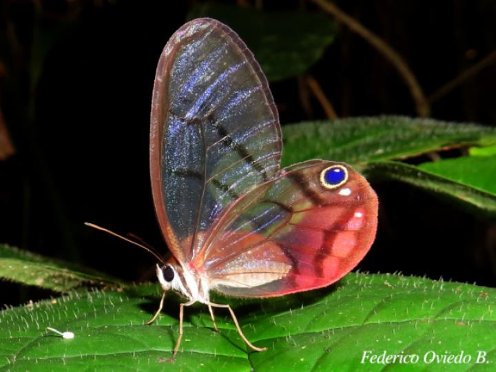 Cithaerias pireta pireta (Fantasma ruborizado)