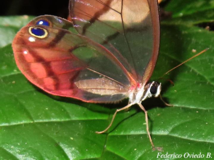 Cithaerias pireta pireta (Fantasma ruborizado)