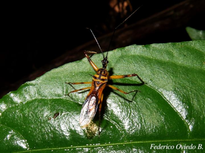 Corcia costaricensis