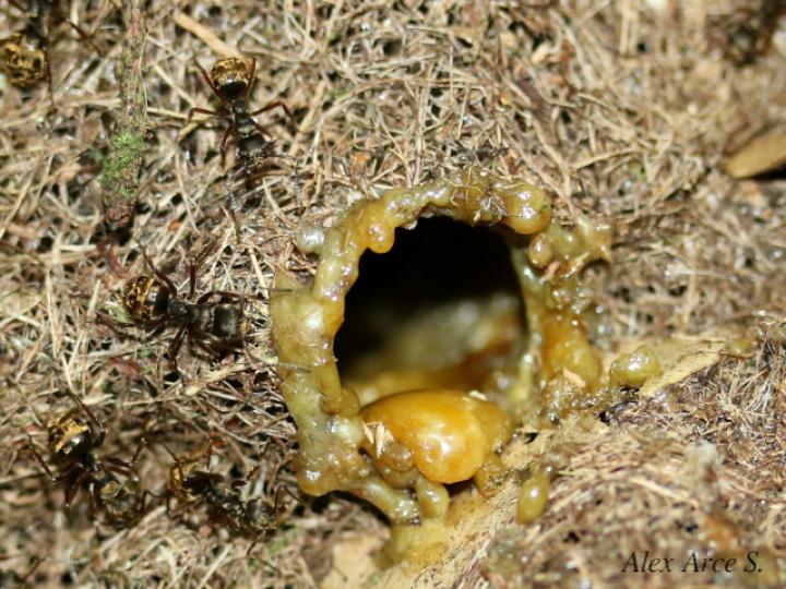 Dolichoderus validus