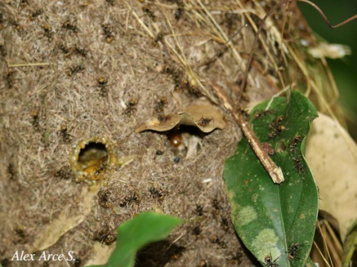 Dolichoderus validus