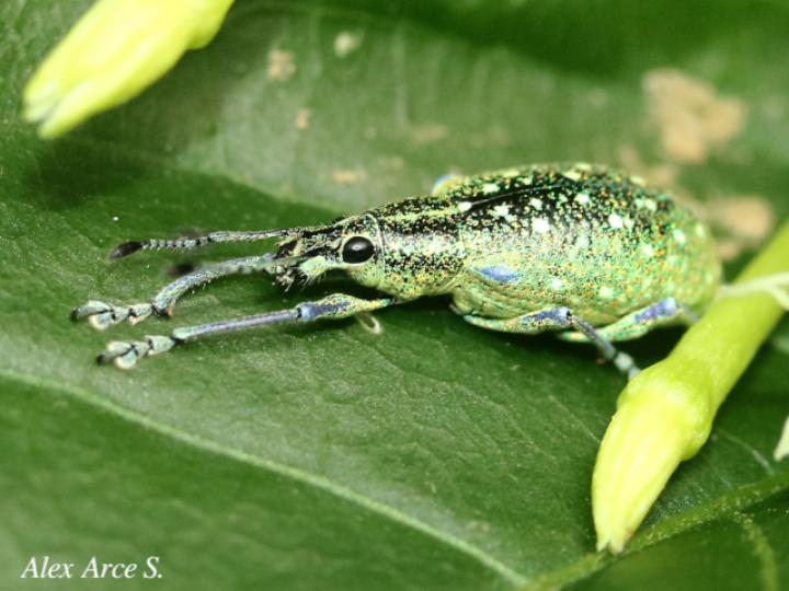 Exophthalmus jekelianus