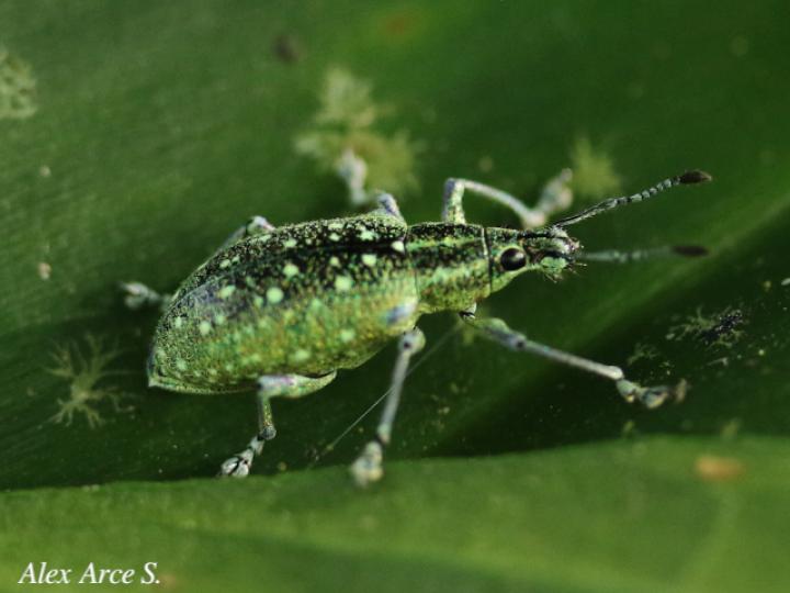 Exophthalmus jekelianus