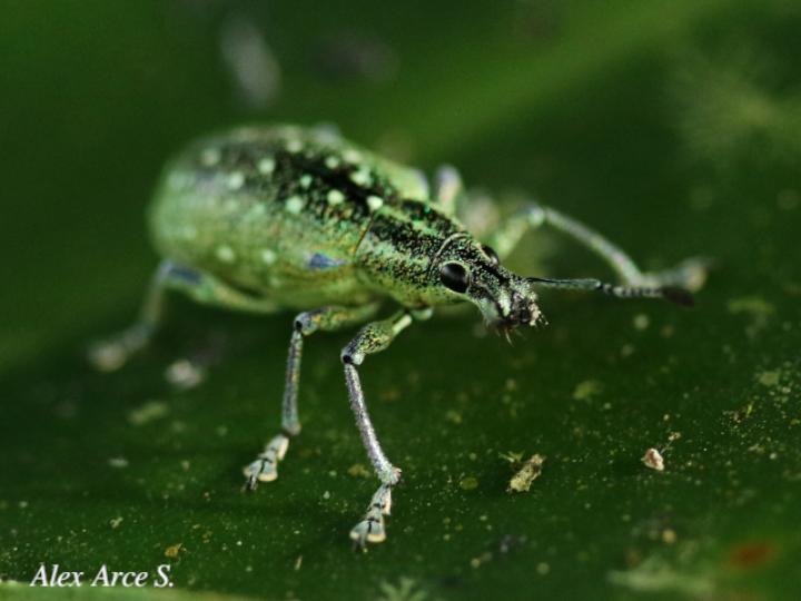 Exophthalmus jekelianus