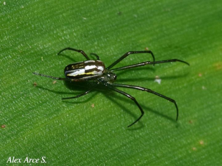 Leucauge venusta