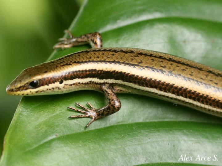 Marisora alliacea