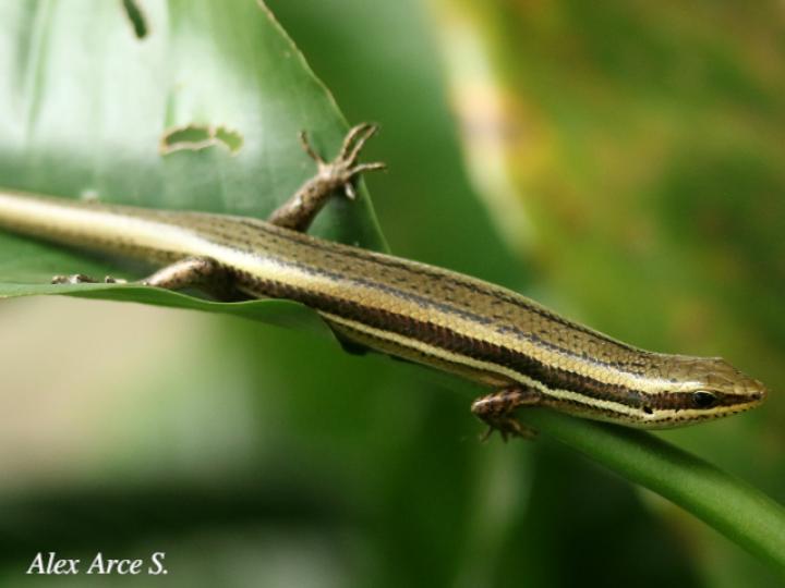 Marisora alliacea