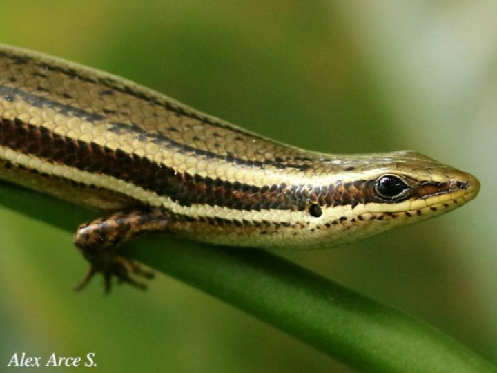 Marisora alliacea
