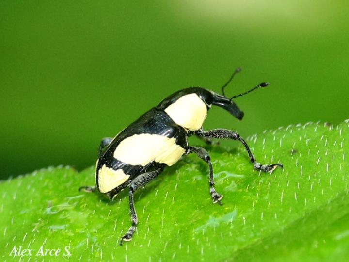 Peridinetus cretaceus