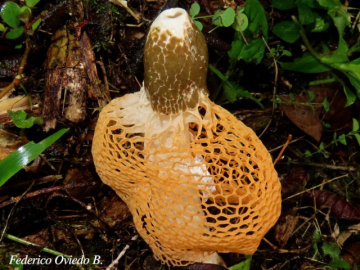 Phallus indusiatus (Hongo velo de novia)