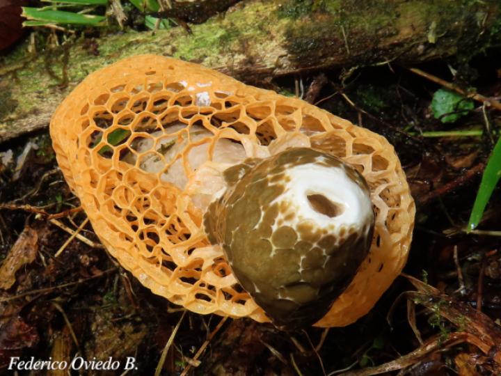 Phallus indusiatus (Hongo velo de novia)