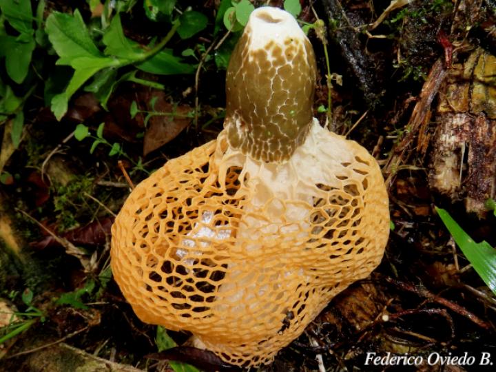 Phallus indusiatus (Hongo velo de novia)