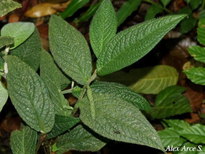 Piper garagaranum