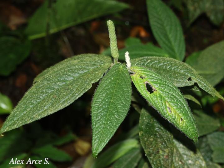 Piper garagaranum