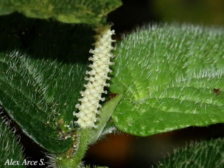 Piper garagaranum