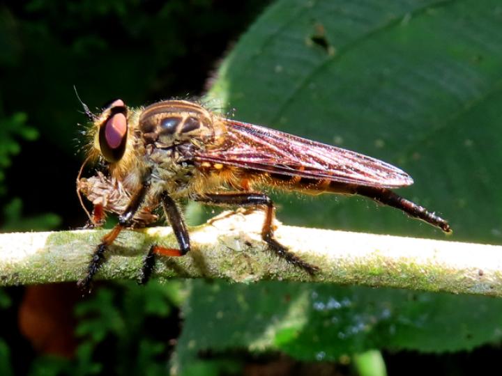Promachus sp