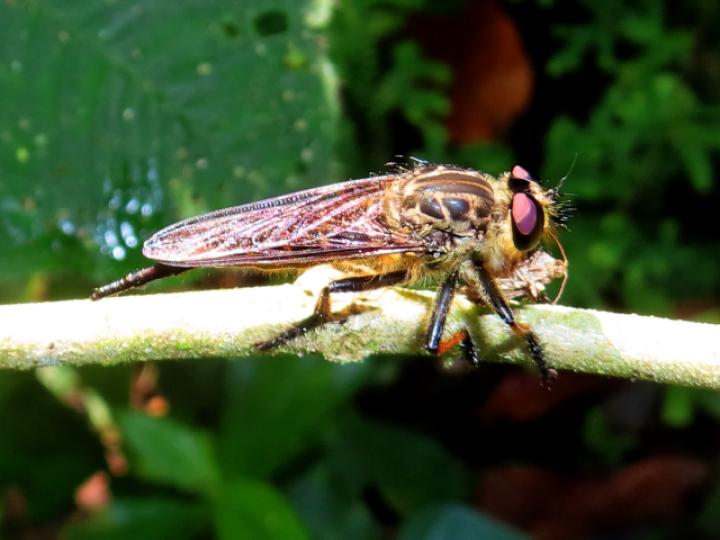 Promachus sp