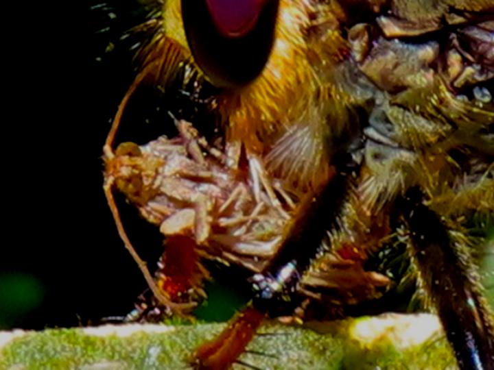 Promachus sp