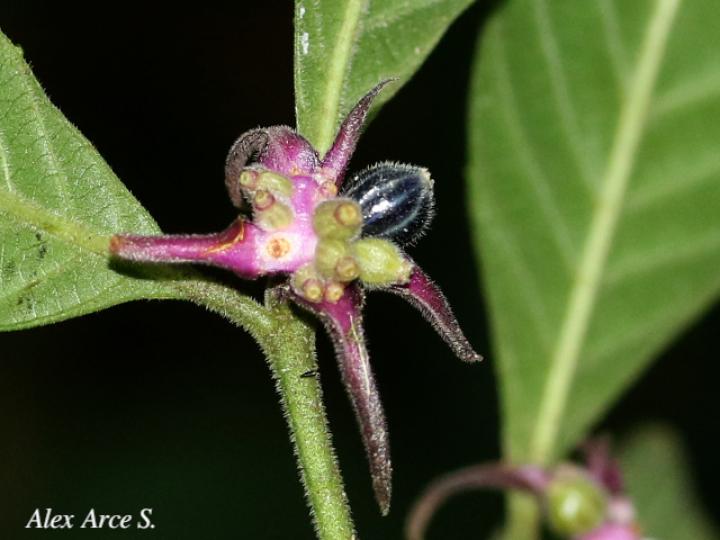 Psychotria hoffmannseggiana
