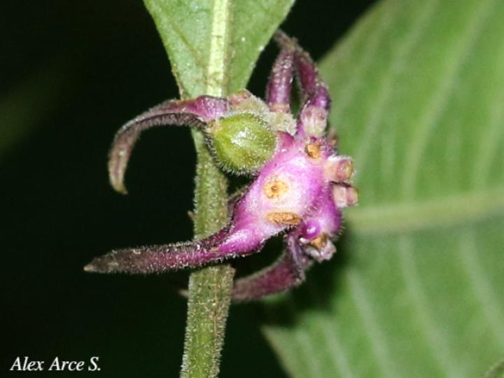 Psychotria hoffmannseggiana
