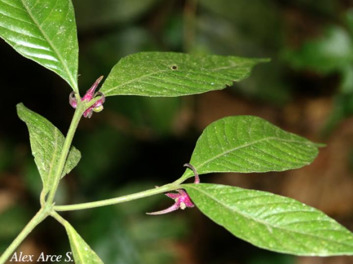 Psychotria hoffmannseggiana