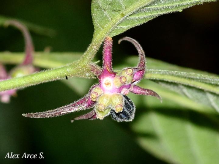 Psychotria hoffmannseggiana