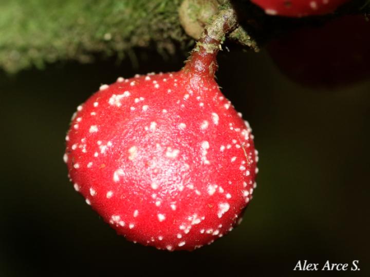 Siparuna grandiflora (Limoncillo)